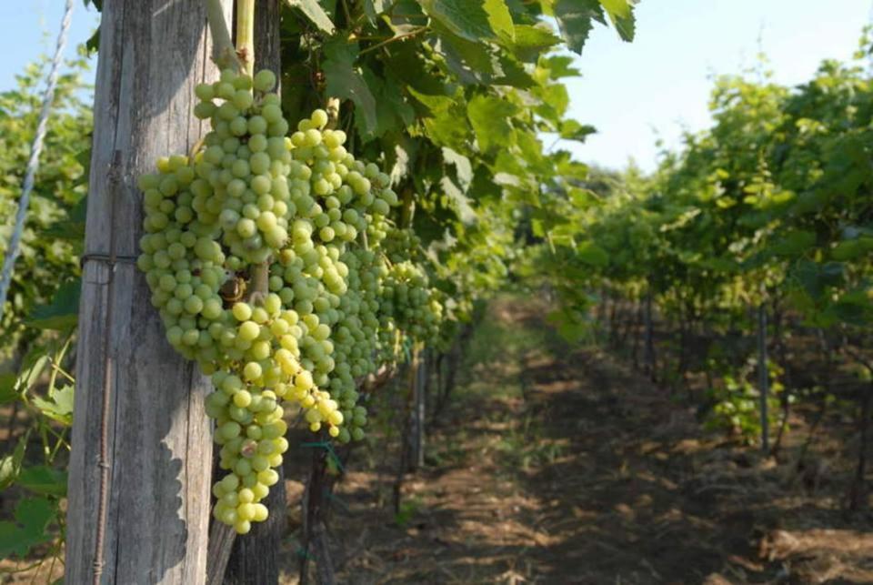 Le Case Del Merlo Turismo Rurale มีโล ภายนอก รูปภาพ